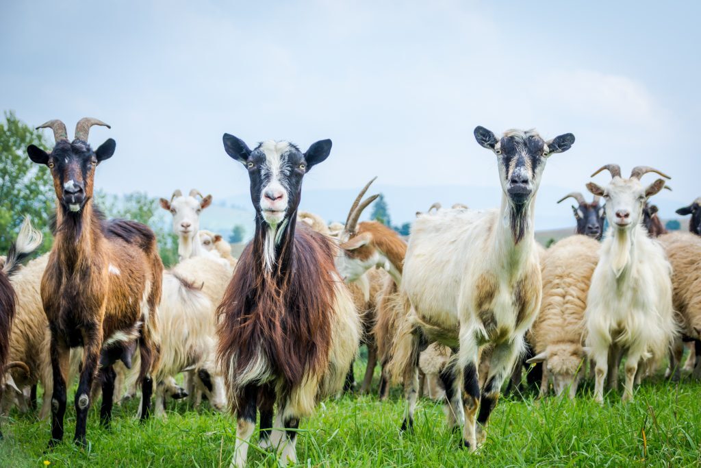 cashmere goats