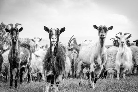 cashmere goats