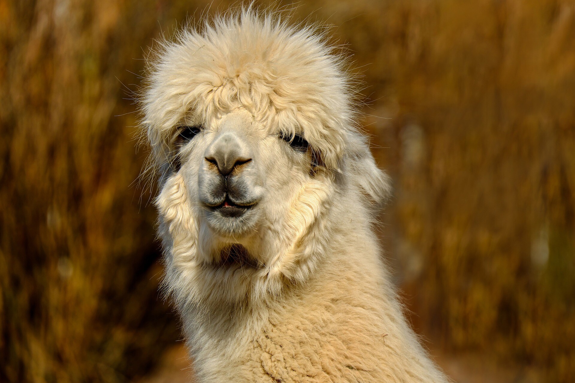 luxury fibers alpaca