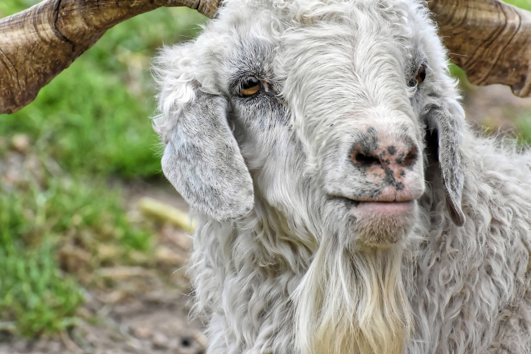 sustainability picture of the cashmere goat