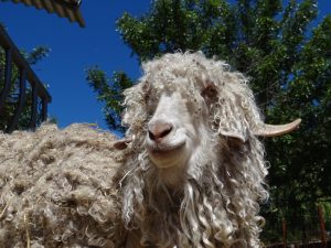 luxury fibers angora goat
