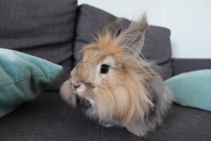 luxury fibers angora rabbit