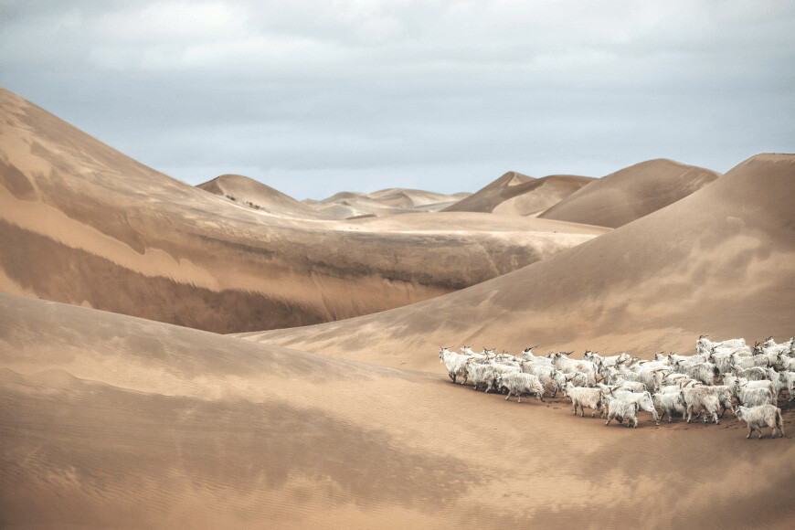 The History and Origins of Cashmere ochre knitwear