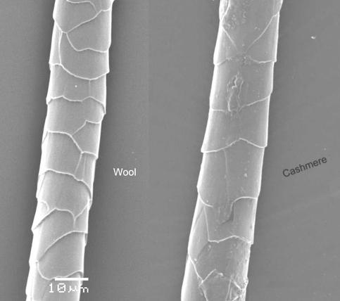 why cheap cashmere feels different, structure of cashmere and wool