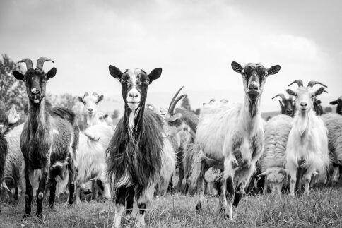 Herd of goats standing in a grassy field, facing the camera in a rural pasture (black-and-white photo).